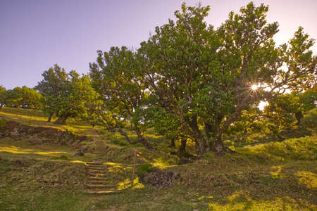great fanal forest in nice madeira islandの写真素材