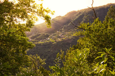 great fanal forest in nice madeira islandの写真素材
