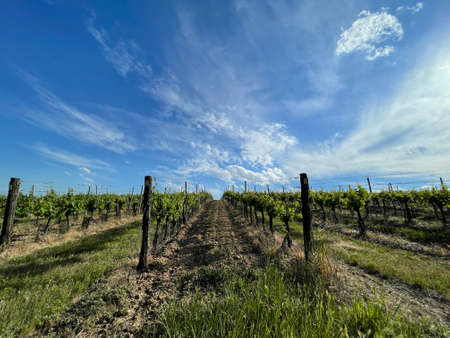 nice small wineyard in czech republic close to Znojmoの写真素材