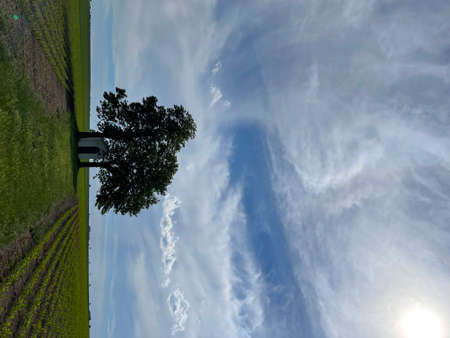 nice double tree in the meadow in czech republicの写真素材