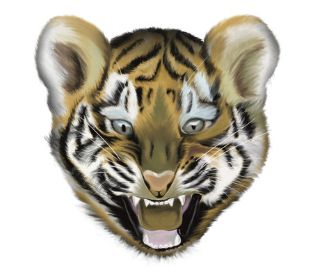 Baby Tigerの写真素材