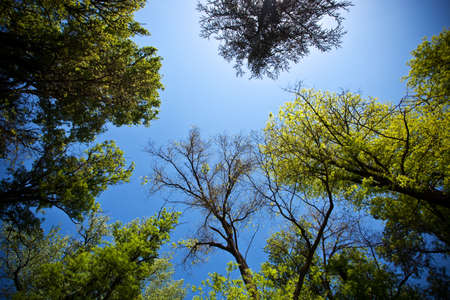 Trees in parkの写真素材