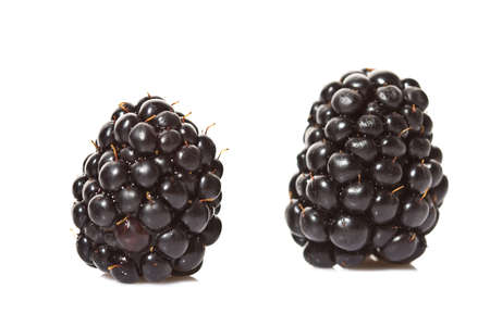 Blackberries isolated on white backgroundの写真素材