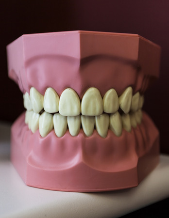 plastic dental reproductionの写真素材