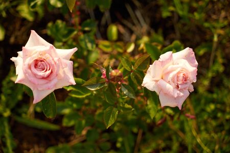 Roses Growing in the Countryの写真素材