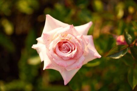 Roses Growing in the Countryの写真素材