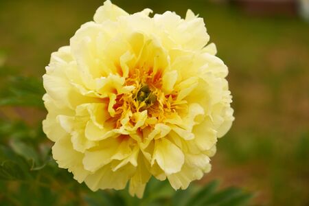 Peony Growing in the Countryの写真素材