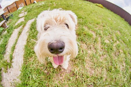 Funnt Dog in the Country