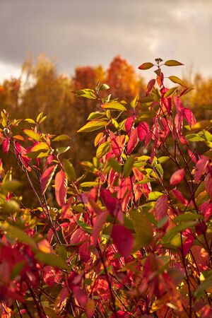 Autumn in the city parkの写真素材