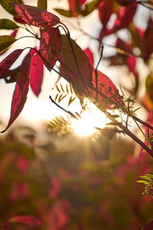 Autumn in the city parkの写真素材
