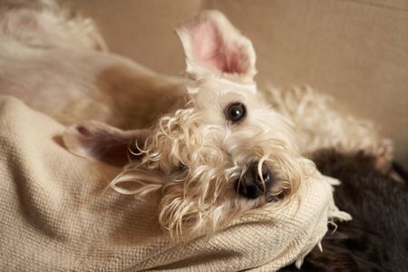 A dog in the country house