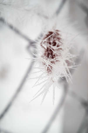 Plant caught in a wire fence on a cold winter morningの写真素材