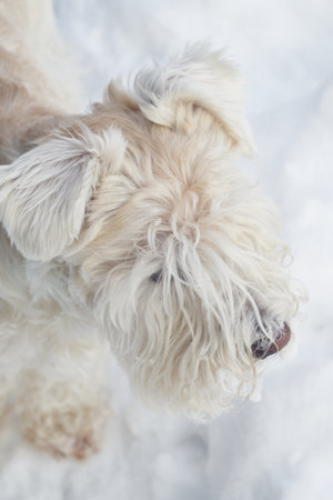 White schnauzer puppy in winterの写真素材