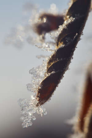 Frozen leaf in the morning sunlightの写真素材
