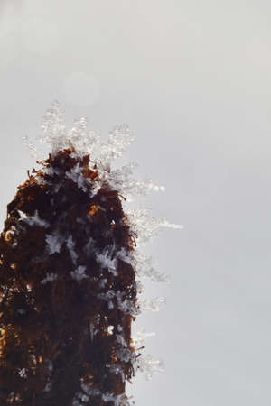 Snowflakes cluster on a flower in the morning sunlightの写真素材