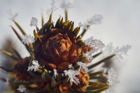 Top of a small Christmas tree with spikes covered in snowflakes