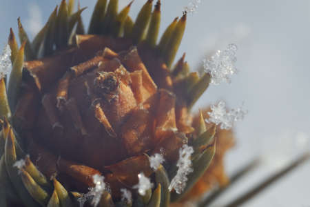 Closeup of the top of a small tree with spikes covered in snowflakesの写真素材