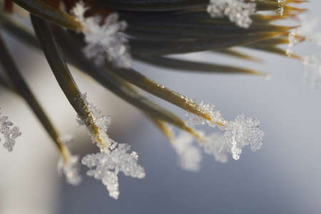 Closeup of Christmas tree spikes with snowflakes on the edgesの写真素材