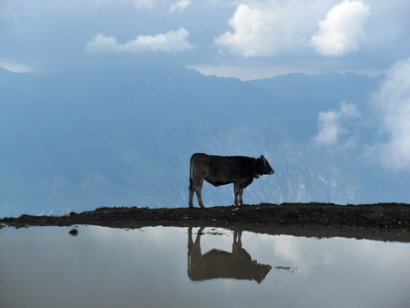 Cow on the precipiceの写真素材