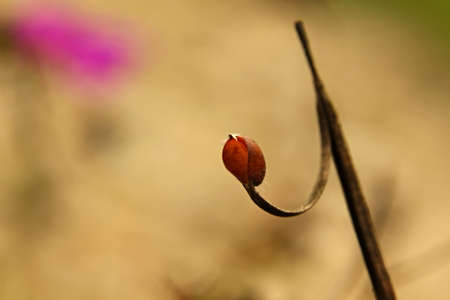 faded flower in detail (macro shot)の写真素材