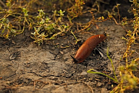brown slug looking for foodの写真素材