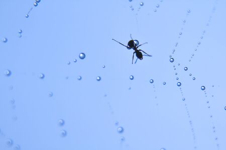 beads of dew on a spider web with victim (in blue sky background)の写真素材