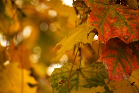 colored leaves (autumn falling leaves)の写真素材