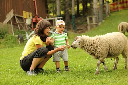 Mother and son feeding the tame sheepの写真素材