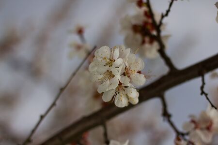 Flowers apricots on background of blue sky shallow DOF.の写真素材