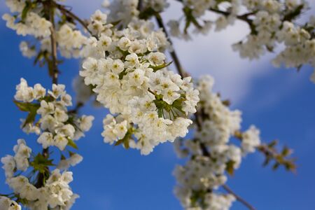 Cherry blossoms on a background of blue sky shallow DOF.の写真素材