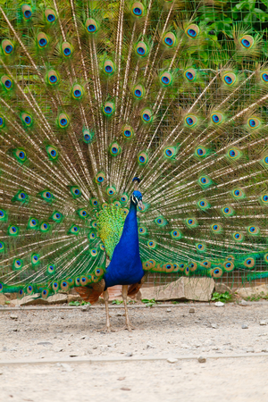Portrait of a beautifully colored peacock (Shallow DOF).の写真素材