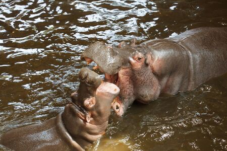 Hippopotamus cub plays with an adult female.