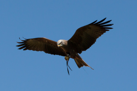 Predator hunts in flight.の写真素材