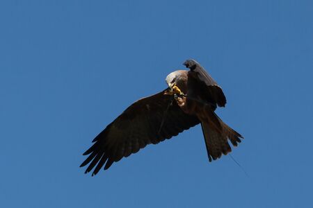 Predator hunts in flight.