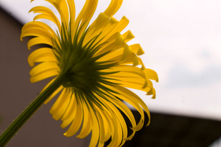 Yellow flower - under-perspectiveの写真素材