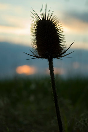 flower on acreの写真素材