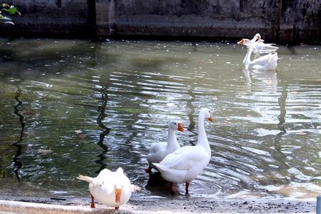 white ducks swimming on the pond water cage, flock of duck, Selective focus with blur background.の写真素材