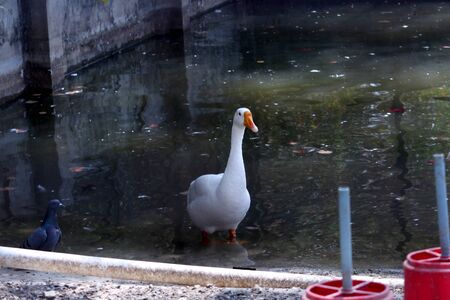 white ducks swimming on the pond water cage, flock of duck, Selective focus with blur background.の写真素材