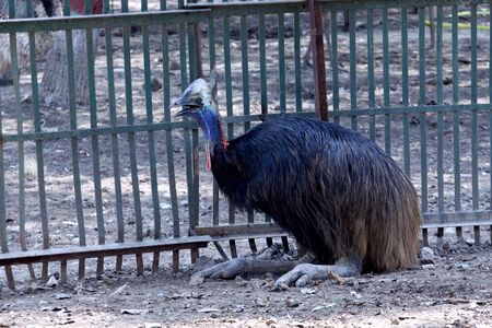 portal of Australia wild, emu bird in cage of national park, Selective focus with blur background.の写真素材