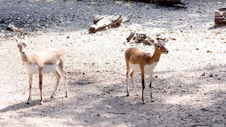 group of deer, sika deer, roe deer in the national park in summer day, Selective focus with blur background.の写真素材