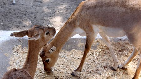 group of deer, sika deer, roe deer in the national park in summer day, Selective focus with blur...