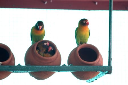 colorful masked love birds in cage of zoo, Selective focus with blur background.の写真素材