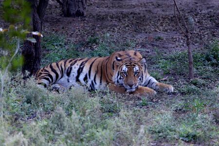 Siberian tiger (Panthera tigris altaica), also known as the Amur tiger, bangal tiger resting in the park, Selective focus with blur background.の写真素材