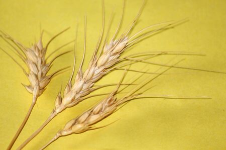 Natural wheat seed grass stem, wheat crop design on yellow background with text space, selective focus with blur background.の写真素材