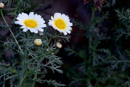 beautiful natural decoration with yellow and white chrysanthemum flower plant, selective focus with blur background.の写真素材