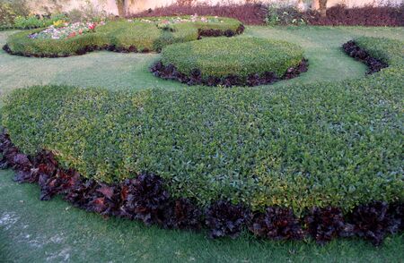Beautiful flower garden with round hedges & symmetrical type design, ornamental garden with winter flowers,all designed with European flair & tradition, selective focus with blur background.の写真素材