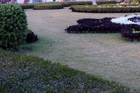 Beautiful flower garden with round hedges & symmetrical type design, ornamental garden with winter flowers,all designed with European flair & tradition, selective focus with blur background.の写真素材