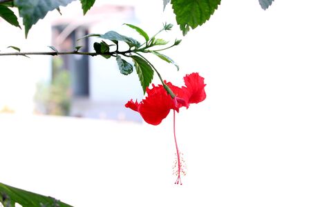red hibiscus flower on green leaves branch in park, in summer day background.の写真素材