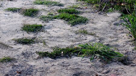 rural land texture soil with grass, village landscape, selective focus with blur background.の写真素材