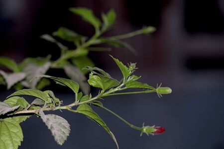 red hibiscus flower buds with green leaves in park, selective focus with blur background.の写真素材